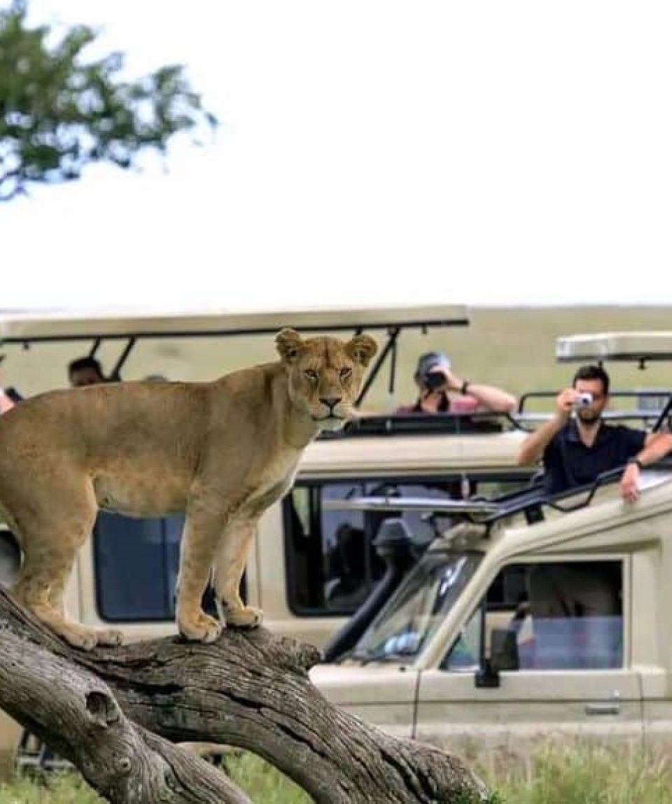 Tanzania Safari: Ultimate 4-Day Wildlife Tour! - EAST