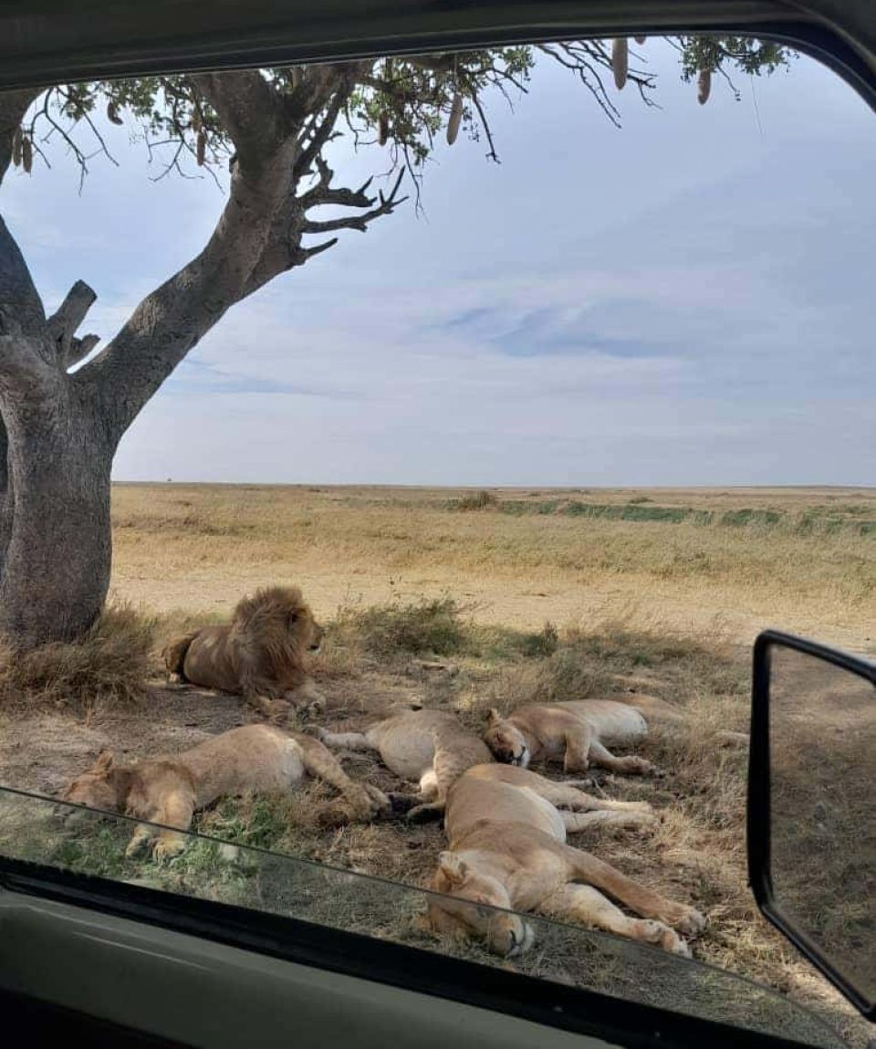 African Safari Tanzania