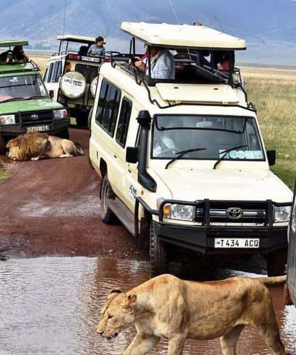 Safari Tanzania: Unmatched 4-Day Adventure! - EAST