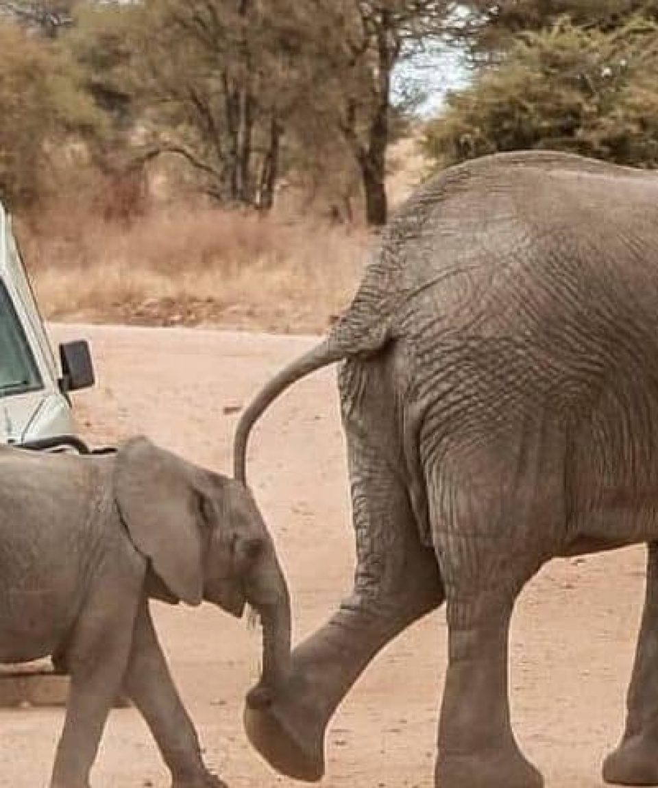 Tanzania Safaris: Ultimate 7-Day Wildlife Escape! - EAST