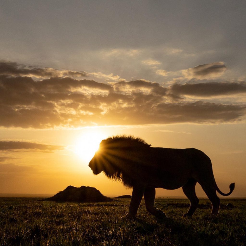 Masai Mara