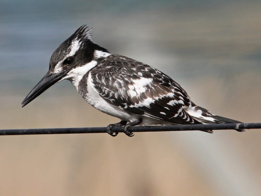 Birds of Tanzania Africa