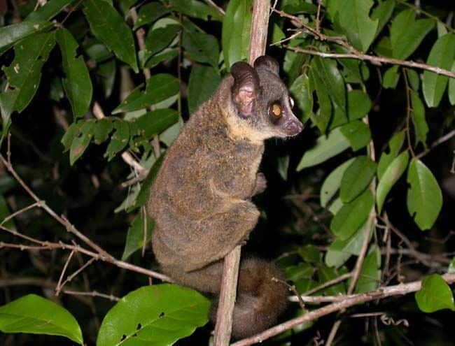 Bushbaby: 5 Incredible Reasons to Visit Africa - EAST