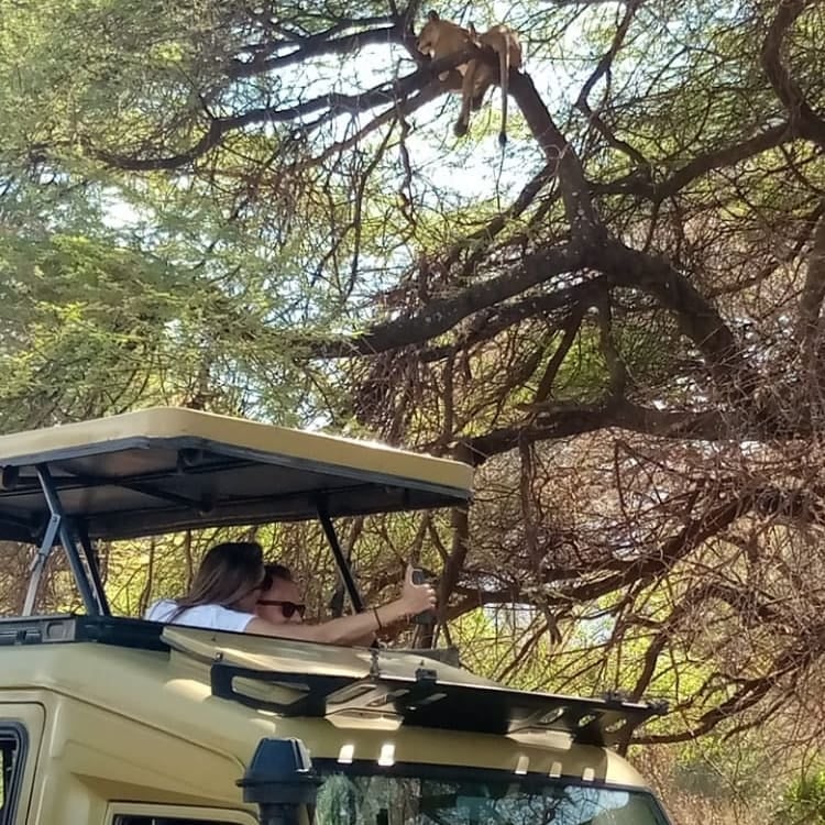 Why Do Lions Not Attack on Safari? 7 Astonishing Reasons