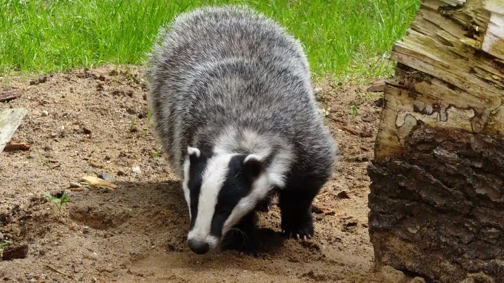 Honey Badgers