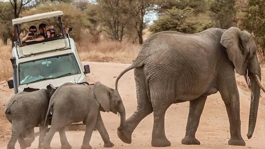 Safari bookings